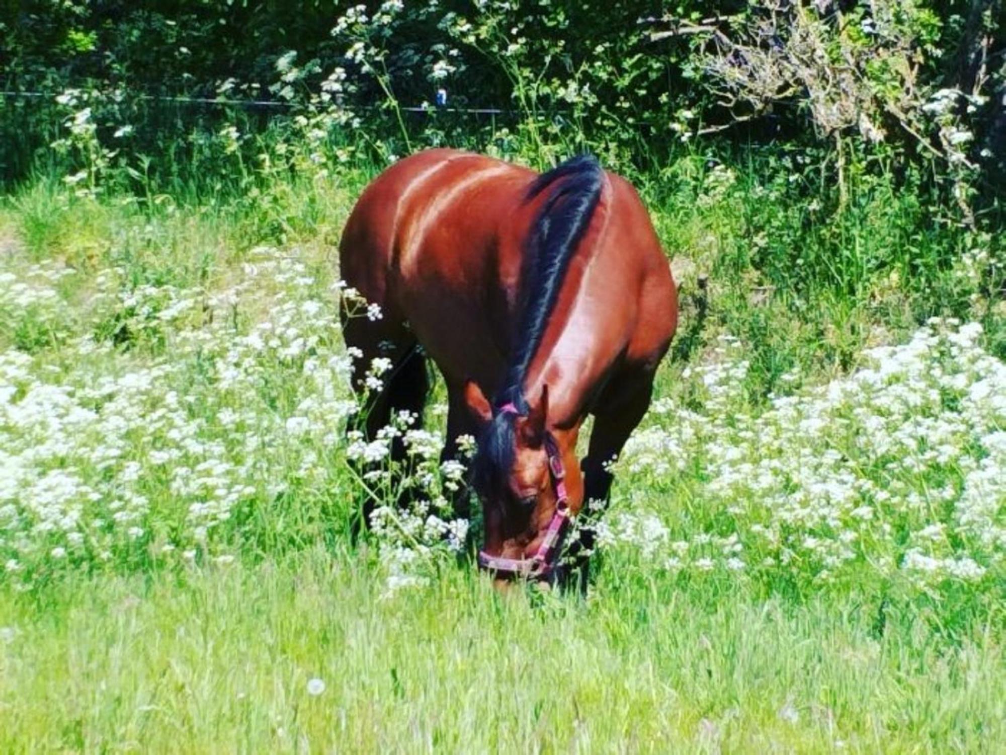 Ferienwohnung Reitanlage Baerenz Selk Dış mekan fotoğraf